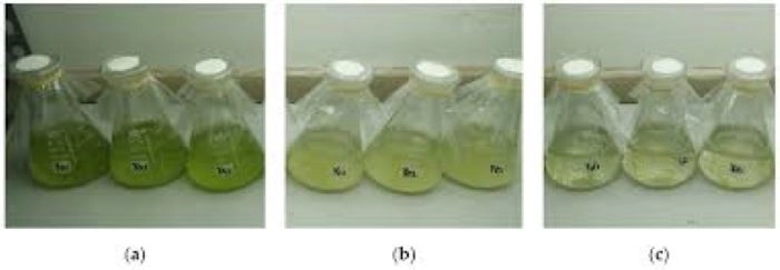 Ученые вступили в борьбу с водорослью Хлорелла вульгарис : вызываемые Хлорелла вульгарис вредные водорослевые цветения угрожают источникам питьевой воды