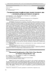 Ультразвуковая морфометрия мышц тазового дна у женщин репродуктивного возраста