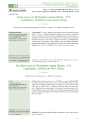 ПЕРВАЯ НАХОДКА PHYTOMETRA AMATA (BUTLER, 1879) (LEPIDOPTERA, EREBIDAE) В ЗАПАДНОЙ СИБИРИ