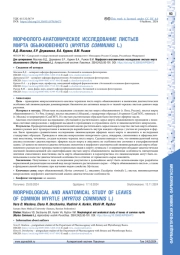 МОРФОЛОГО-АНАТОМИЧЕСКОЕ ИССЛЕДОВАНИЕ ЛИСТЬЕВ МИРТА ОБЫКНОВЕННОГО (MYRTUS COMMUNIS L.)