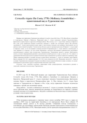 CERNUELLA VIRGATA (DA COSTA, 1778) (MOLLUSCA, GEOMITRIDAE) - АДВЕНТИВНЫЙ ВИД В ТУРКМЕНИСТАНЕ