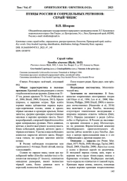 ПТИЦЫ РОССИИ И СОПРЕДЕЛЬНЫХ РЕГИОНОВ: СЕРЫЙ ЧИБИС