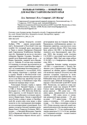 БОЛЬШАЯ ГОРЛИЦА - НОВЫЙ ВИД ДЛЯ ФАУНЫ СТАВРОПОЛЬСКОГО КРАЯ
