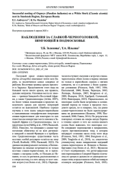 НАБЛЮДЕНИЯ ЗА СЛАВКОЙ-ЧЕРНОГОЛОВКОЙ, ЗИМУЮЩЕЙ В ПОДМОСКОВЬЕ