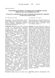 УВОЛОГИЧЕСКАЯ ОЦЕНКА СТОЛОВЫХ И БЕССЕМЯННЫХ СОРТОВ ВИНОГРАДА НА КОЛЛЕКЦИИ В 2024 ГОДУ