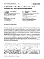 Новый гибрид Salix × setifera (Salicaceae) из северной Якутии