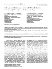 Salix × jessenii (Salicaceae) — новый гибрид из Швейцарии