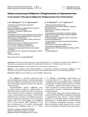 Новая секция рода Calligonum (Polygonaceae) из Туркменистана