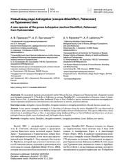 Новый вид рода Astragalus (секция Dissitiflori, Fabaceae) из Туркменистана