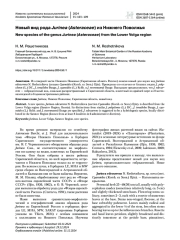 Новый вид рода Jurinea (Asteraceae) из Нижнего Поволжья