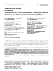 Rhynchospora fusca (Cyperaceae) во флоре Архангельской области