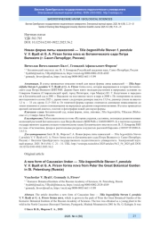 НОВАЯ ФОРМА ЛИПЫ КАВКАЗСКОЙ - TILIA BEGONIIFOLIA STEVEN F. PENDULA V. V. BYALT ET G. A. FIRSOV FORMA NOVA ИЗ БОТАНИЧЕСКОГО САДА ПЕТРА ВЕЛИКОГО (Г. САНКТ-ПЕТЕРБУРГ, РОССИЯ)