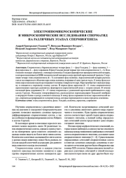 ЭЛЕКТРОННОМИКРОСКОПИЧЕСКИЕ И МИКРОСКОПИЧЕСКИЕ ИССЛЕДОВАНИЯ СПЕРМАТИД НА РАЗЛИЧНЫХ ЭТАПАХ СПЕРМИОГЕНЕЗА