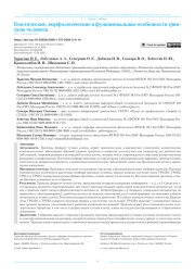 Генетические, морфологические и функциональные особенности триптазы человека