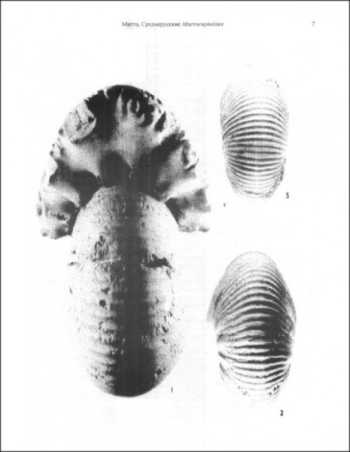 Аммониты рода Macrocephalites в келловее Центральной России
