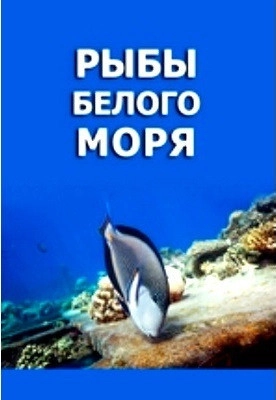 Рыбы Белого моря
