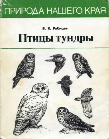 Птицы тундры