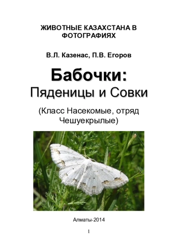 Бабочки: Пяденицы и Совки