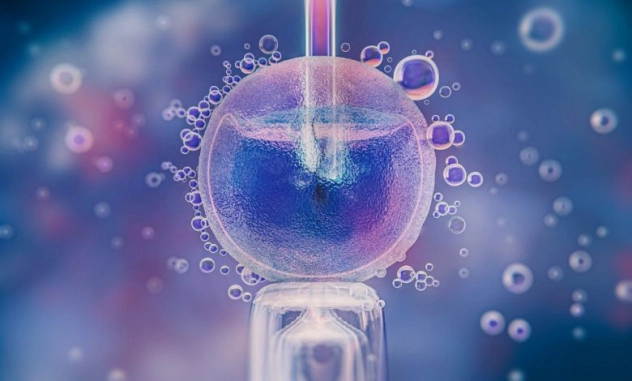 Ученые создали миниатюрную модель матки для изучения имплантации эмбриона