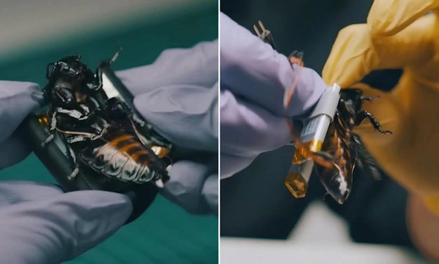 В Германии создали и испытали в полевых условиях разведывательные рои киборгов-насекомых