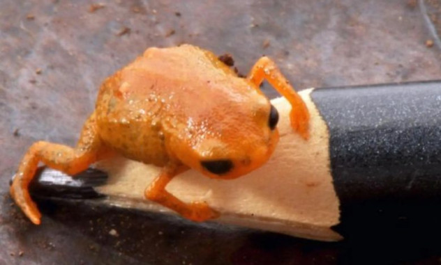 В бразильских лесах обнаружена миниатюрная жаба размером с кончик карандаша
